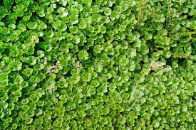 Image result for Gunnera perpensa