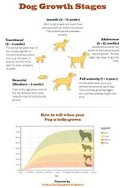 All for adoption for sale lost & found adopted sold owner's pet in heaven. Pet News Articles Urban Pet Hospital Blog Urban Pet Hospital Updates Articles And News On Pet Health Services Dos And Don Ts Tips And Many More About Pets Visit Us