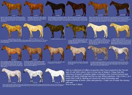 chestnut color genetics chart by magicwindsstables on