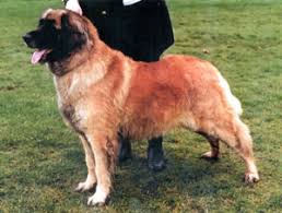 Oakridge leonbergers bill hughes p.o. Welcome To Jocolda
