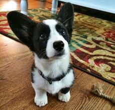 Adorable Black And White Corgi Puppy Black And White Corgis Are A Thing Cute Dogs Corgi Puppy Corgi Dog