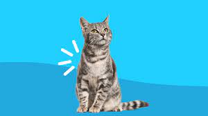 Signs Of Arthritis In Cats And How To Treat It