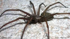 Epingle Par Sulislawa Sur Spiders Araignee Et Araignee Maison