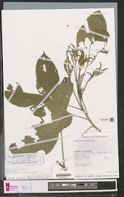 Image result for Ixora mildbraedii