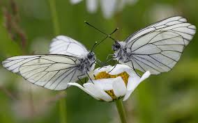 Media in category aporia crataegi the following 171 files are in this category, out of 171 total. Aporia Crataegi L A Dazzling Creature Our Breathing Planet