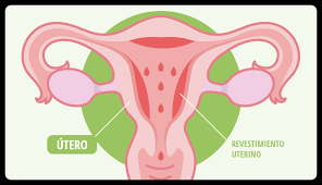 CICLO UTERINO