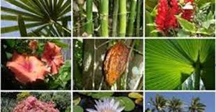 Menggambar flora, fauna dan alam benda. Gambar Flora Fauna Dan Alam Benda 7 Media Pembelajaran Online Guru Spensaka Smpn1kalimanah