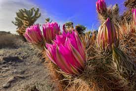 We like photography, the desert, and keeping joshua tree wild. Blooming Spring Cactus Joshua Tree National Park The Simple Hiker