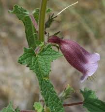 Image result for Ceratotheca sesamoides
