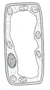 Describe cell structures, including the nucleus, cytoplasm, cell membrane, cell wall, mitochondria, chloroplast, ribosome and vacuole. Https Llanidloeshighschool Co Uk Wp Content Uploads Bangor Biology Unit 1 2018 Pdf