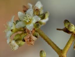 Image result for Harungana madagascariensis