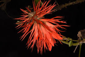 Image result for Erythrina abyssinica
