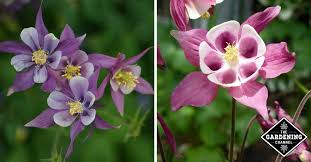 Check spelling or type a new query. How To Grow Columbine Flower Gardening Channel