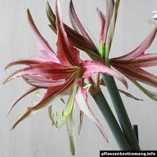 10% coupon applied at checkout save 10% with coupon. Hippeastrum Cybister La Paz