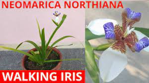 How to plant wildflower seeds in fall. How To Grow Walking Iris Neomarica Northiana Part 1 Youtube