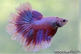 The betta can be bred in your home aquarium quite easily. Siamesischer Kampffisch Delta Butterfly Betta Splendens Aquaristik Shop