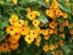 Image result for Thunbergia mildbraediana