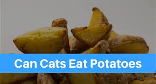 Cooked eggs are safe for cats to eat, and are a great source of protein to add to your cat's diet. Can Cats Eat Potatoes Petsolino