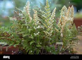 Image result for Cheilanthes eckloniana