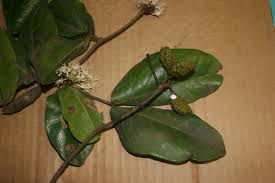 Image result for Cynometra alexandri