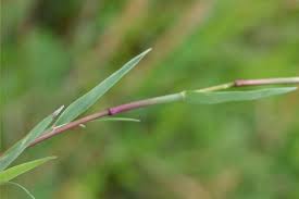 Image result for Agrostis taylorii