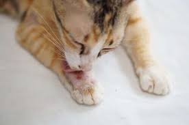 Kedilerde Kabuklu Yaralar Belirtileri Ve Tedavisi My Animals