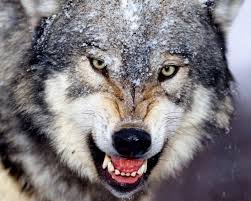 جميع الصور فيه حيث يمكنك تحميل الطبيعة او الافراح او الصحراء او الفضاء او حتى دورات المياه. Wolf 8 X 10 8x10 Glossy Photo Picture Image 10 Ebay Wild Animals Attack Animal Attack Animals Wild