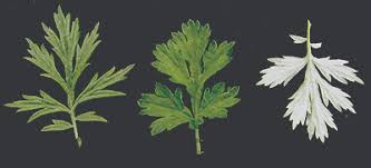 We did not find results for: Mugwort Integrated Pest Management