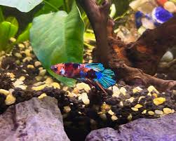Urgent!! Betta Jumped Out Of Tank And Is Not Doing Well | Betta Fish Forum
