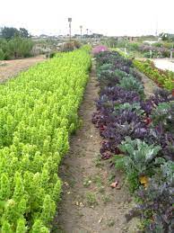 Field Trip Natural Bridges Farm Farm Flower Farm Plants