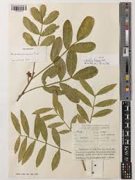 Image result for Deinbollia kilimandscharica