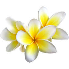 Lilas Freshness Add On Elmt 3 Png Liked On Polyvore Featuring Flowers Fillers Backgrounds Embellishment And Detail Frangipani Flowers Image