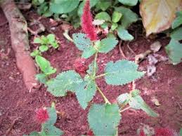 Image result for Acalypha allenii