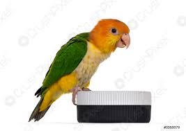 Questions answered every 9 seconds. White Bellied Caique Bird On White Foto Vorratig Crushpixel