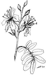 Image result for Pandiaka welwitschii