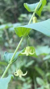 Image result for Jasminum streptopus