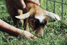 Open Arms Petting Farms — Swift Pumpkins and Produce, LLC