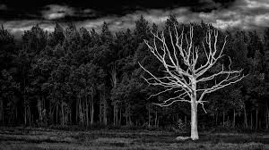 Check spelling or type a new query. Black And White Forest Wallpapers 4k Hd Black And White Forest Backgrounds On Wallpaperbat