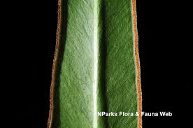 Image result for Lindsaea ensifolia