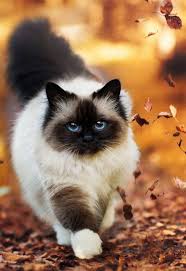 Birman Kittens For Sale Usa Beautiful Long Hair Cat In Usa Pretty Cats Beautiful Cats Cats Kittens
