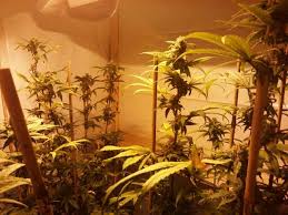 What light to use for flowering stage. Gardening Cannabis Flowering Stage Week 9 Steemit