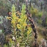 Image result for Hedbergia