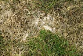 Der schwarze pilz ist selten, aber tödlich: Wolf Garten Schneeschimmel Verhindern Und Bekampfen