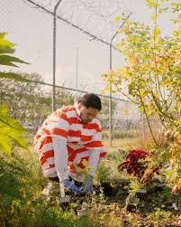 We did not find results for: The Secret Jailhouse Garden Of Rikers Island The New York Times