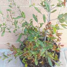 Image result for Ochna oxyphylla