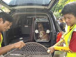 Bermain dengan anjing di rumah. Mbs Kembali Aktif Tangkap Anjing Liar