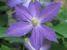 I put together this video to show you how it's done. Reunited With An Old Friend Our Clematis Back From The Assumed Dead Acorns On Glen
