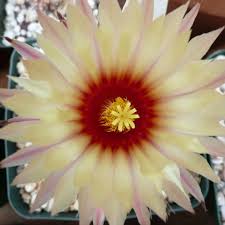 Learn how to correctly pot your plant and choose the the soil should be porous and should be spread over a deep layer of gravel or broken bricks. Cactusdan S Cactus Germination Tek The Ethnobotanical Garden Shroomery Message Board