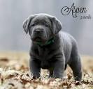 Lab Rescue LRCP - Purcellville VA in Purcellville, Virginia
