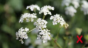 It's abundant throughout the uk, in woods and along roadside hedgerows. How To Identify Elderflower Stay Roam